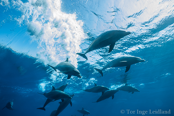 Bottlenose dolphins